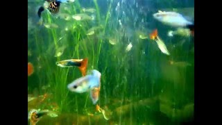 Fancy Guppy Show Guppy Fish Guppies Poecilia reticulata [upl. by Atorod728]