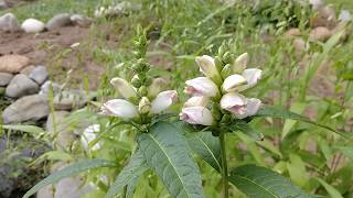 White Turtlehead Chelone glabra [upl. by Aytida]