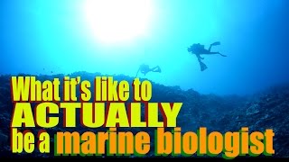 What its like to ACTUALLY be a marine biologist  SciAllorg [upl. by Hamrnand465]