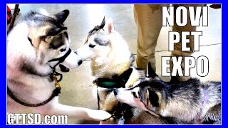 HUSKIES MEET OTHER HUSKIES  Novi Pet Expo  Snow Dogs Vlogs Special [upl. by Rriocard378]