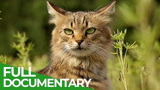 Wildlife Takeover How Animals Reclaimed Chernobyl  Free Documentary Nature [upl. by Lilahk]