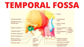 Temporal Fossa [upl. by Retsof802]