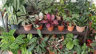 19 Types  Varieties Of Calathea  Prayer plant With Names And Comparison [upl. by Lladnyk]