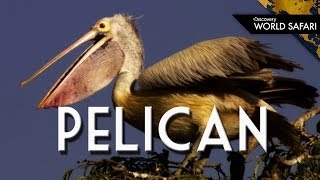 Everything You Wanted to Know About Pelicans [upl. by Yong]