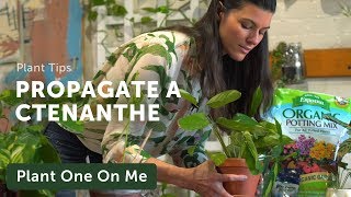 Propagate Your Prayer Plant Ctenanthe — Ep 150 [upl. by Phelps]