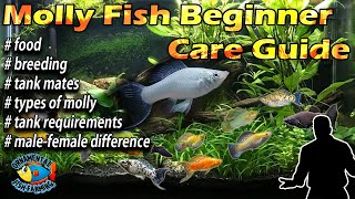 Molly Fish  Beginner Care Guide – breeding amp feeding [upl. by Easter]