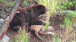 Bear eats elk calf alive  RAW uncut version  Yellowstone National Park [upl. by Sturdivant]