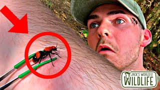 STUNG by a COW KILLER VELVET ANT [upl. by Nelie837]