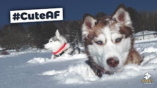 Huskies Playing in Deep Snow  Husky Squad [upl. by Kletter779]