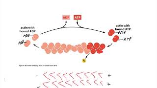 Cytoskel Actin Treadmilling [upl. by Eloccin]