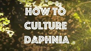 How To Culture Daphnia Magna [upl. by Hcone]