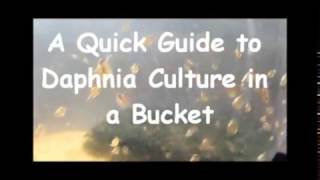 How to culture daphnia outside [upl. by Elish]