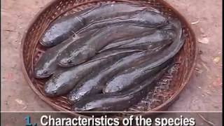 Channa striata Domestication of a predatory fish Vietnam UK [upl. by Sille]