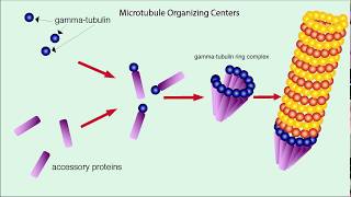 Microtubules Structure and Function [upl. by Galvan772]