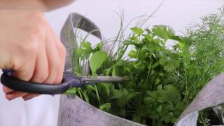 How to Harvest Cilantro [upl. by Elfie266]