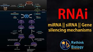 RNA interference RNAi Animation  miRNA  siRNA  mRNA regulation [upl. by Idak]