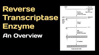 Reverse Transcriptase Enzyme An Overview [upl. by Reed]