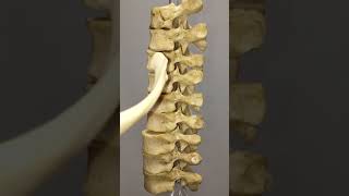 How does a rib articulate with thoracic vertebrae [upl. by Nyl836]