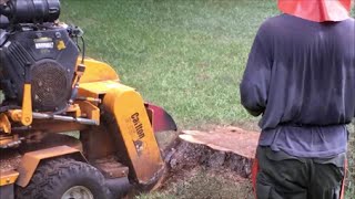 Professional Stump Grinding  How Stump removal Is Done [upl. by Lentha420]