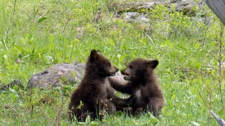 Nature Bear cubs [upl. by Nemra]