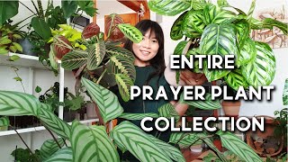 Prayer Plant Collection  16 Prayer Plants  Stromanthe Maranta Calathea Ctenanthe [upl. by Apple]