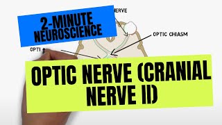 2Minute Neuroscience Optic Nerve Cranial Nerve II [upl. by Crescint]