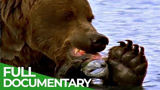 Majestic Bears of Alaska amp British Columbia  Free Documentary Nature [upl. by Ainaznat]