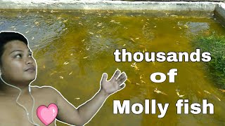 Fastest way on how to multiply your molly Fish  Thousands of mollies [upl. by Joceline516]