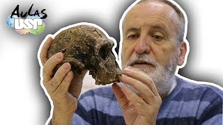 A Saga da Humanidade  Aula 8 Homo erectus [upl. by Murrah]