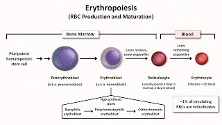 Normal RBC Physiology Including erythropoiesis [upl. by Elicia]