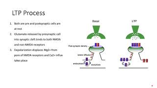 Long Term Potentiation LTP Memory How we Learn Explained NMDAAMPA Mechanism [upl. by Olivier110]