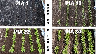 GERMINAR Y CULTIVAR CILANTRO EN CASA [upl. by Domela]