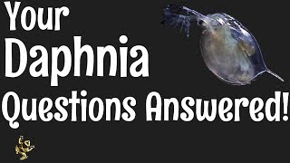 Daphnia Questions Answered [upl. by Finstad286]