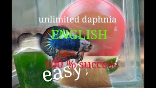 daphnia moina culture Easy way Unlimited production English  with sub Green water Chlorella [upl. by Ellita451]