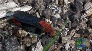 Male Red Velvet Ants in search of females [upl. by Blondell473]