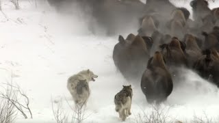 Best Wild Animal Chases  Top 5  BBC Earth [upl. by Diantha]