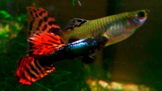 Poecilia reticulata Guppy  Different mating behaviors ᴴᴰ [upl. by Jaye329]