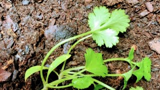 How to grow cilantro from stems no seeds needed Part 2 [upl. by Sholem983]