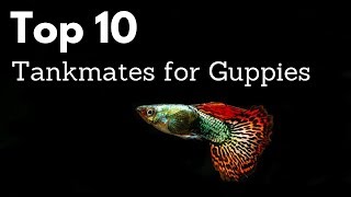 Top 10 Tankmates for Guppies Poecilia reticulata Million Fish [upl. by Danit573]