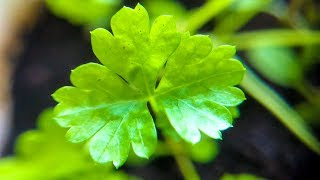 How to Grow Cilantro Indoors from Seed  Dhania Coriander [upl. by Ynaffital800]