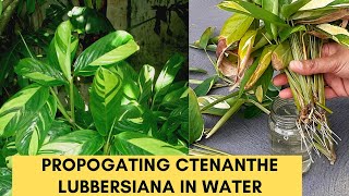 Ctenanthe Lubbersiana Propagation [upl. by Denise]