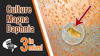 How to culture DAPHNIA MAGNA  The easy way [upl. by Yreved240]