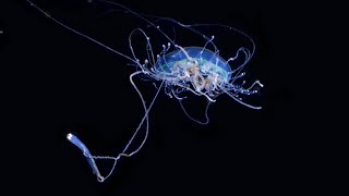 The Hungry Jellyfish [upl. by Ahsiatal]