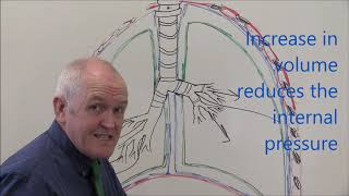 Respiratory System 3 Pleural membranes [upl. by Oberg]