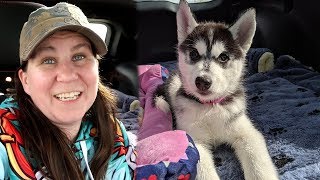 Our New Siberian Husky Puppy [upl. by Rifkin]