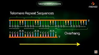 Telomerase Function  Animation [upl. by Eeznyl383]