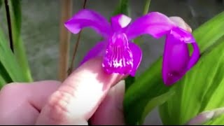 Bletilla striata—care blooms and seeds [upl. by Omoj]