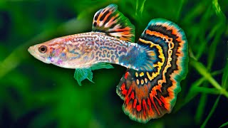 How to Care for Guppy Fish [upl. by Lepp]