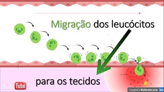 Migração de leucócitos para instauração da inflamação [upl. by Davina934]