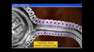 CBSE Class 11 Biology  Urine Formation  By Shiksha House [upl. by Einneg]